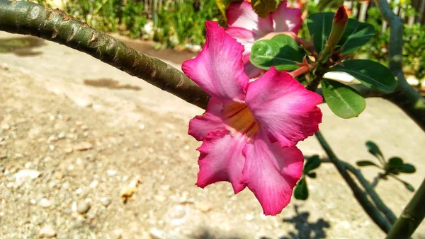 Красивые Красивые Розовые Цветы — стоковое фото