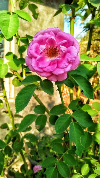 Flores Rosa Bonitas Jardim — Fotografia de Stock