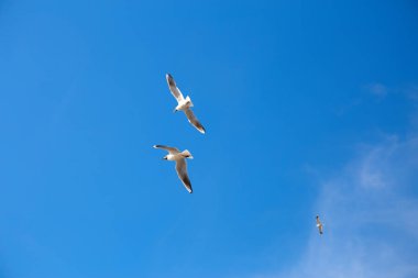 Mavi bir gökyüzünde yükselen beyaz bir martı.