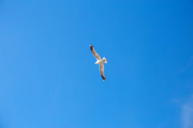 Mavi bir gökyüzünde yükselen beyaz bir martı.