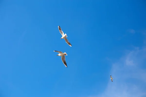 Mavi bir gökyüzünde yükselen beyaz bir martı.