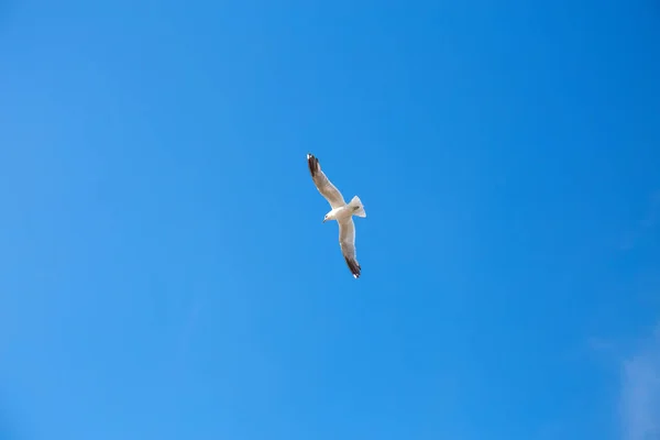 Mavi bir gökyüzünde yükselen beyaz bir martı.