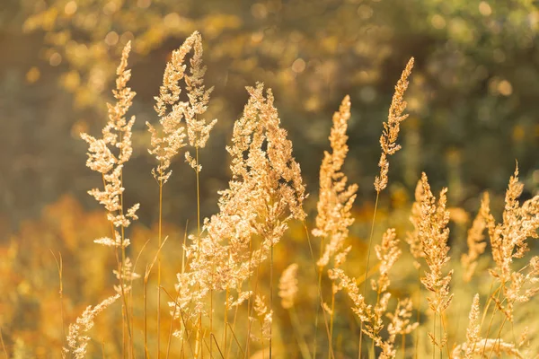Güneş ışığı ışınlarında alan yakın çekimi