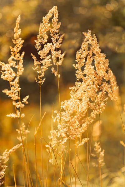 Güneş ışığı ışınlarında alan yakın çekimi