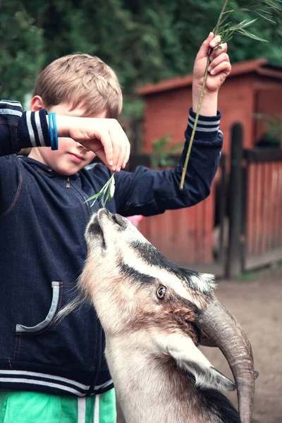 Bir çocuk yeşil otla keçiyi besler..