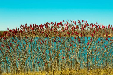 Göl kıyısında kırmızı çiçekli çalı