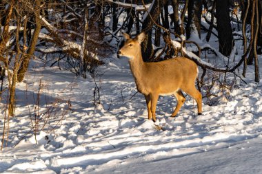 Sevimli genç kabarık geyik karlı ormanda yürüyor
