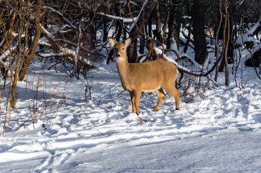 Sevimli genç kabarık geyik karlı ormanda yürüyor