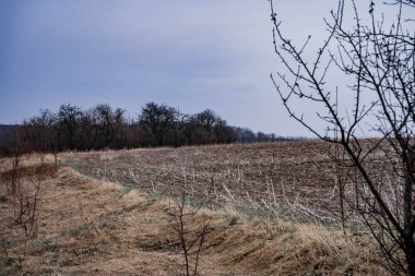 yabani orman ile sınırlanmış ayçiçeği sakalı ile alan