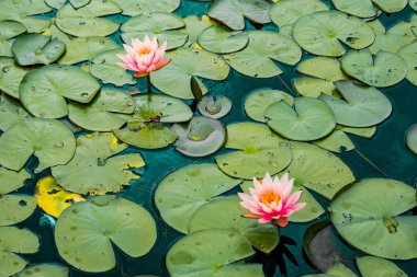 inanılmaz pembe lotus çiçekleri ve yeşil nilüfer gölleri üzerinde yaprakları , teal film etkisi
