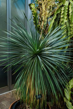 Büyük bend yucca , botanik bahçe pavillion agavacea bitki