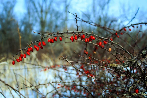 Ramo de inverno de arbusto com umas bagas vermelhas — Fotografia de Stock