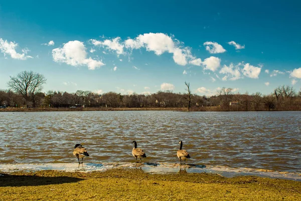 Göl kenarındaki ördek — Stok fotoğraf