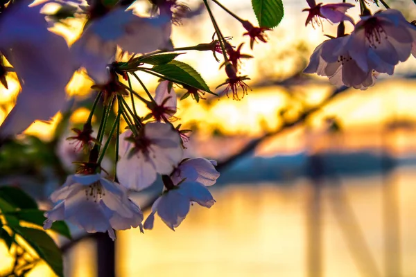 Cherry tree branch with a blossom on sunrise — Stock Photo, Image