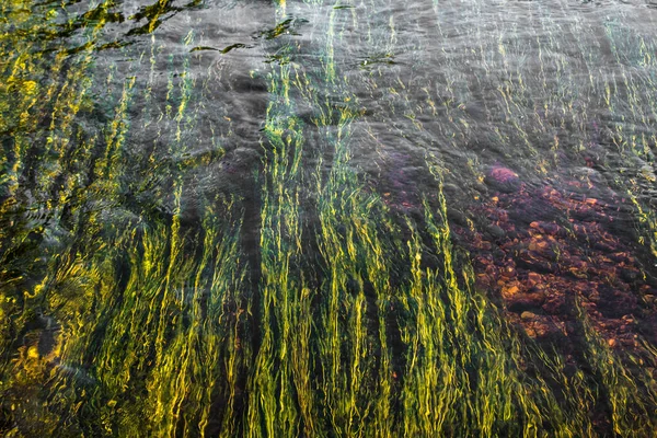 Sztuka zielonej rzeki chwastów w czerwonej skale dolnej rzeki — Zdjęcie stockowe