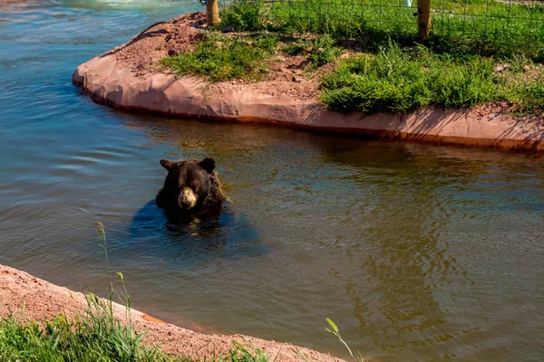 Black Bear swimming in the pond in Bear Country Park, Rapid City, SD, USA — стоковое фото