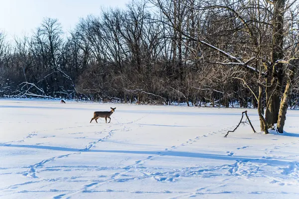 鹿が雪の中を歩く美しい冬の森の風景 — ストック写真