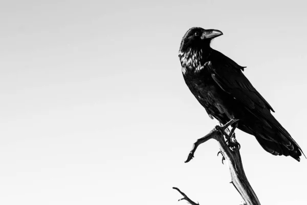 Черно-белая фотография ворона, стоящего на ветке — стоковое фото
