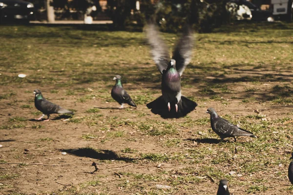 Размытое изображение стадных голубей, один из них взлетает — стоковое фото