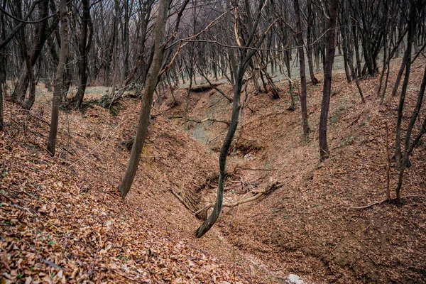 Paisagem bela natureza de ravina florestal no início da primavera — Fotografia de Stock