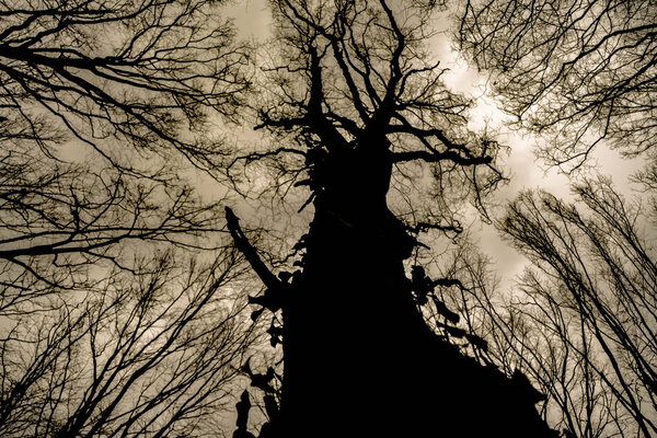 Abstract silhouette of old horrendous majesty leafless tree