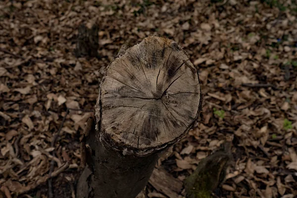 Baumstumpf aus gefällter Hainbuche in wildem Wald in der Westukraine, Vorfrühlingswald — Stockfoto