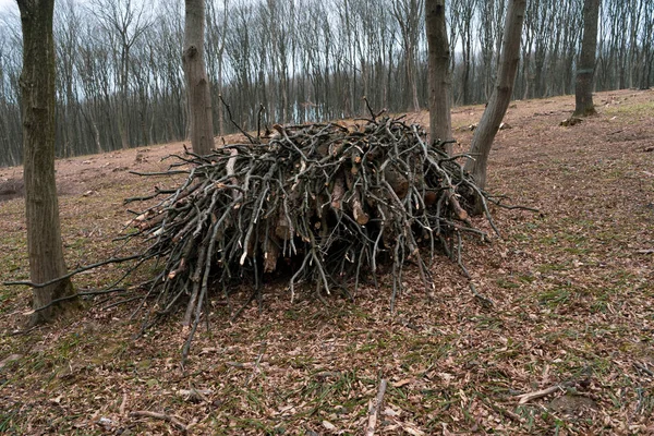 Pilha de tees empilhados no lugar do desmatamento ilegal — Fotografia de Stock
