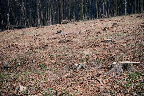Local de desmatamento na aldeia de Chernelytsia, Ivano-frankivska obl, oeste da Ucrânia — Fotografia de Stock