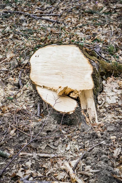 Vers gesneden stronk van de haagbeuk boom — Stockfoto