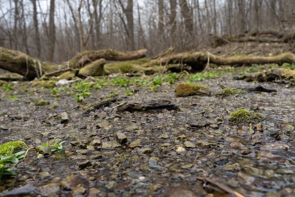 Inondé par une source d'eau souterraine forêt sauvage source d'eau terre dans la forêt — Photo