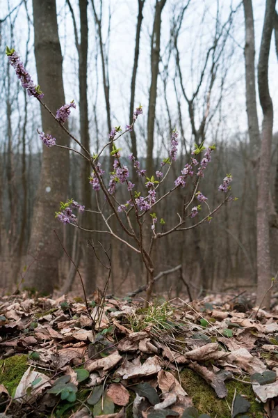 Bela pequena árvore lilás roxo no início da primavera floresta selvagem — Fotografia de Stock