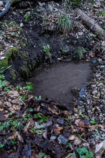 Sursa naturală de apă subterană în pădurea sălbatică — Fotografie, imagine de stoc