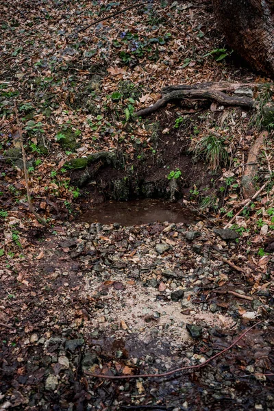 Sursa naturală de apă subterană în pădurea sălbatică — Fotografie, imagine de stoc