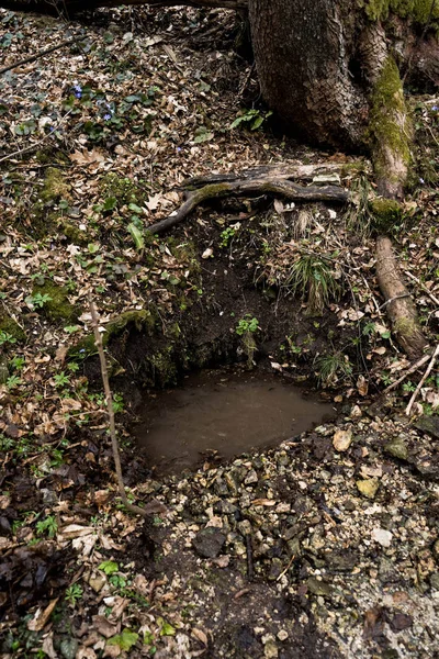 Natuurlijke bron van het water in het wilde bos — Stockfoto