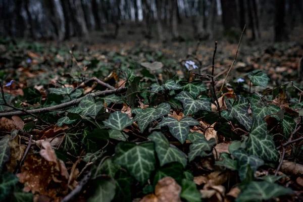 Schöne Nahaufnahme mit grünem Efeu auf dem Boden im wilden Wald — Stockfoto