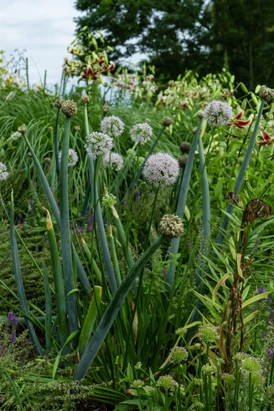 Altai onion green sprouts with blossom on the top — Stock Photo, Image