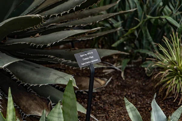 the century plant sign and actually that plant in botanic garden