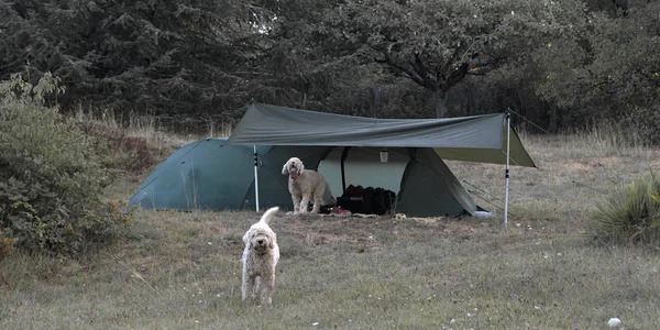 bir çadır koruma iki İspanyol su köpekleri
