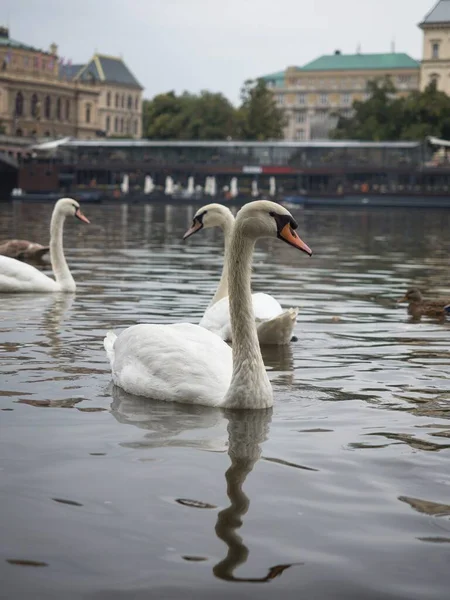 Schwäne schwimmen in der Moldau in Prag Tschechische Republik in der Nähe der Karlsbrücke an einem bewölkten Tag — Stockfoto