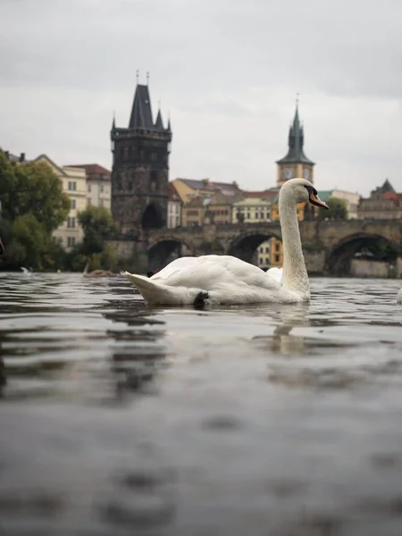 Лебеді пливуть річкою Влтава в Празі з мостом на задньому плані в похмурий день. — стокове фото