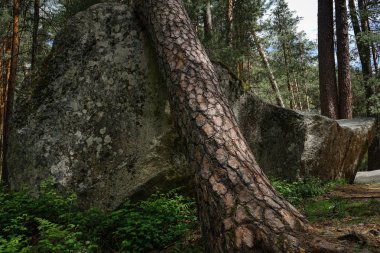 Ormanda büyük bir kayaüzerinde ağaç