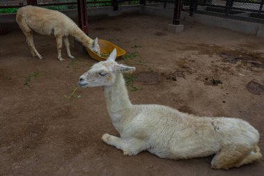 Llamas Miraflores, Lima'daki Huaca Pucllana'da