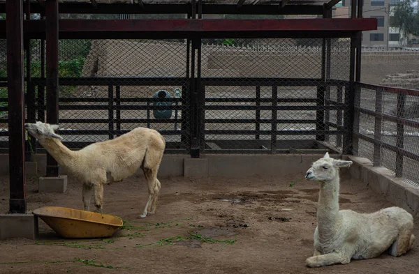 Llamas Miraflores, Lima'daki Huaca Pucllana'da