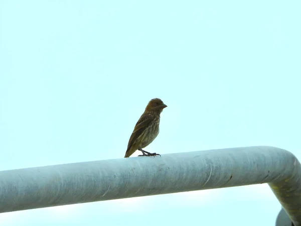 Pajarito Ave Parado Tubo Una Lampara — Stok Foto