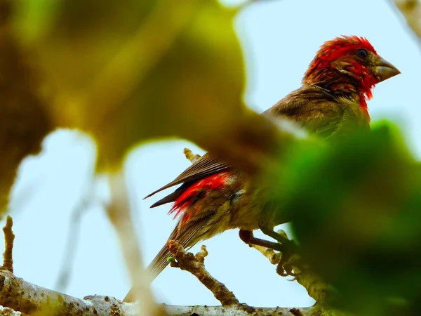 Ave Color Rojo Esperando Rama Arbol — Stock Photo, Image