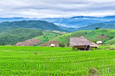 Chiang Mai, Tayland bir merdiven olarak dikilen yeşil pirinç bitki ile gün batımında Pirinç alan görünümü