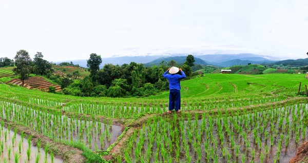 Farmers are planting rice in the rice fields at sunset,Rice field view at sunset with green rice plant being planted as a staircase in Chiang Mai, Thailand