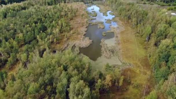 Bei Klarem Wetter Herbst Über Einen Waldsee Fliegen — Stockvideo