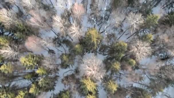 Bosque Invierno Volando Sobre Los Árboles Nieve Tiempo Claro — Vídeo de stock