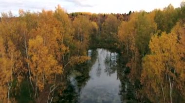 Altın sonbahar. Güneşli bir günde, sonbahar ormanlarının üzerinden uçmak.
